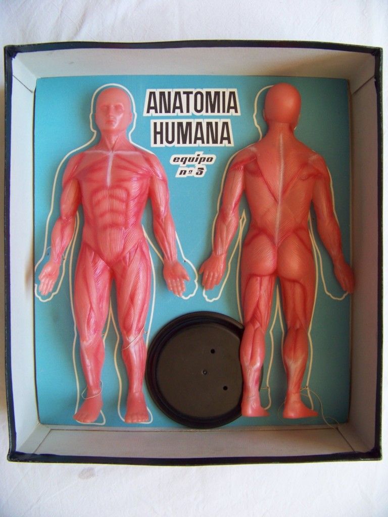 anatomia 4